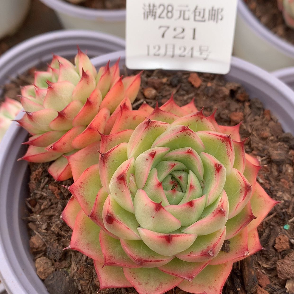 【闪购商品】云721号