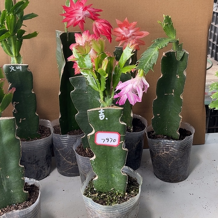 鱼***花当前无花栽培后可以开花桑吉塔
