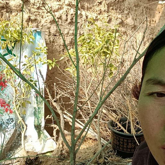 天***膀完全开放文冠树一颗