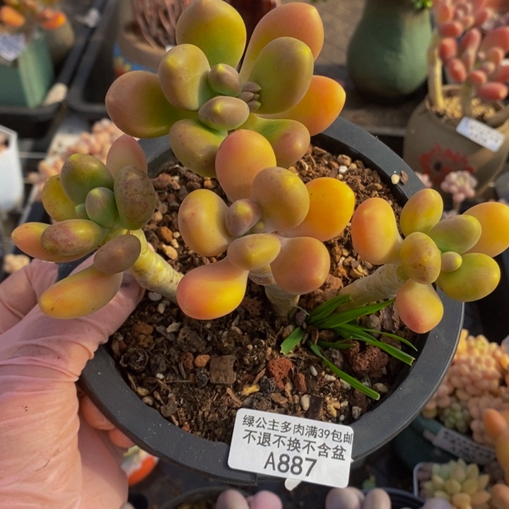 金蝉老桩887多肉植物