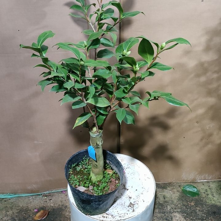 552朱露之舞，原盆原土发货，不包邮