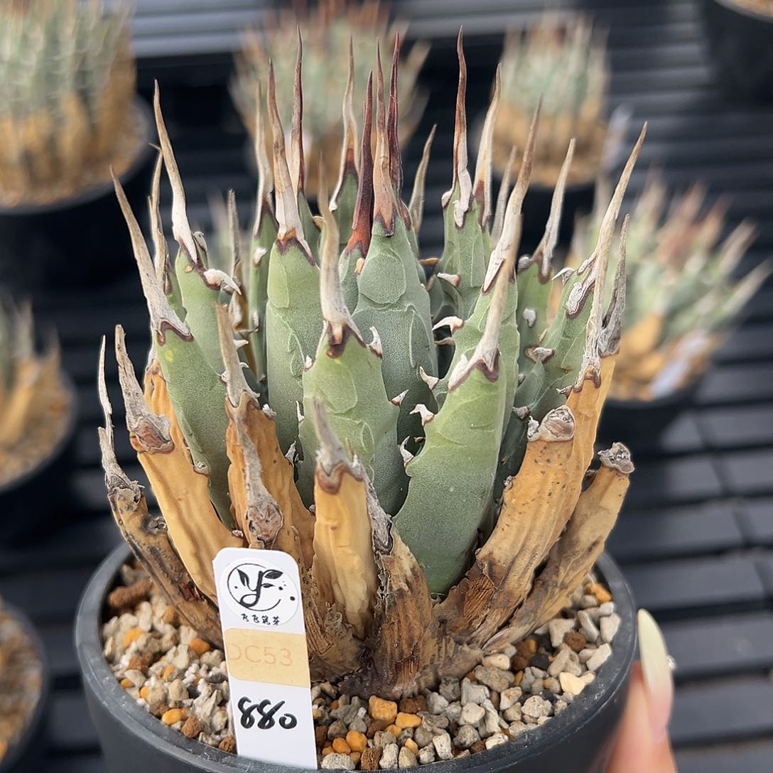 无花朵熟桩带盆，粗刺，根已爆盆