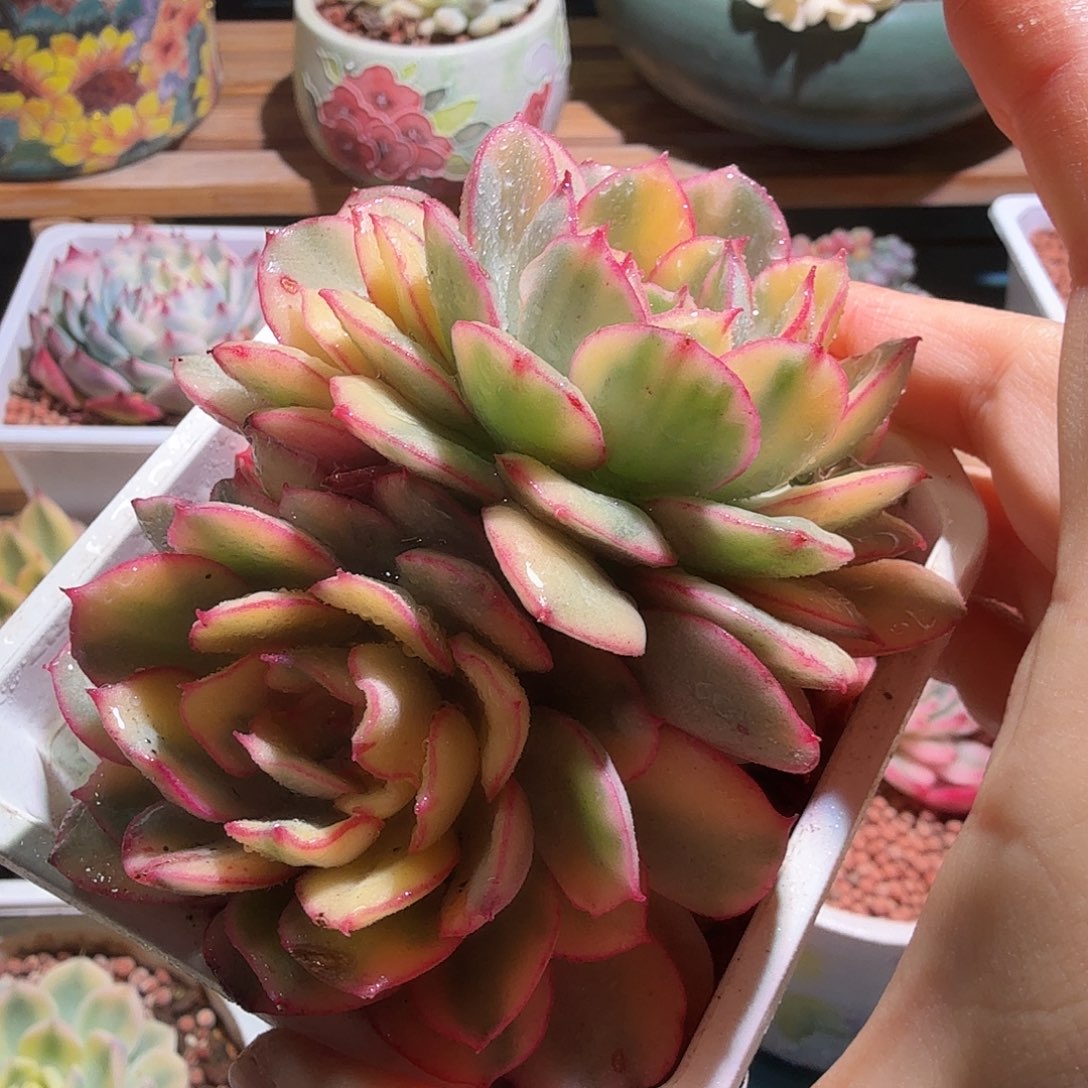 般若锦，多肉植物