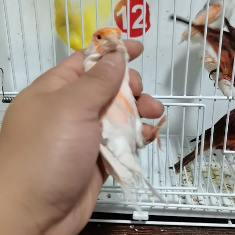 青***虎皮鹦鹉马赛克公，特价带毛囊炎