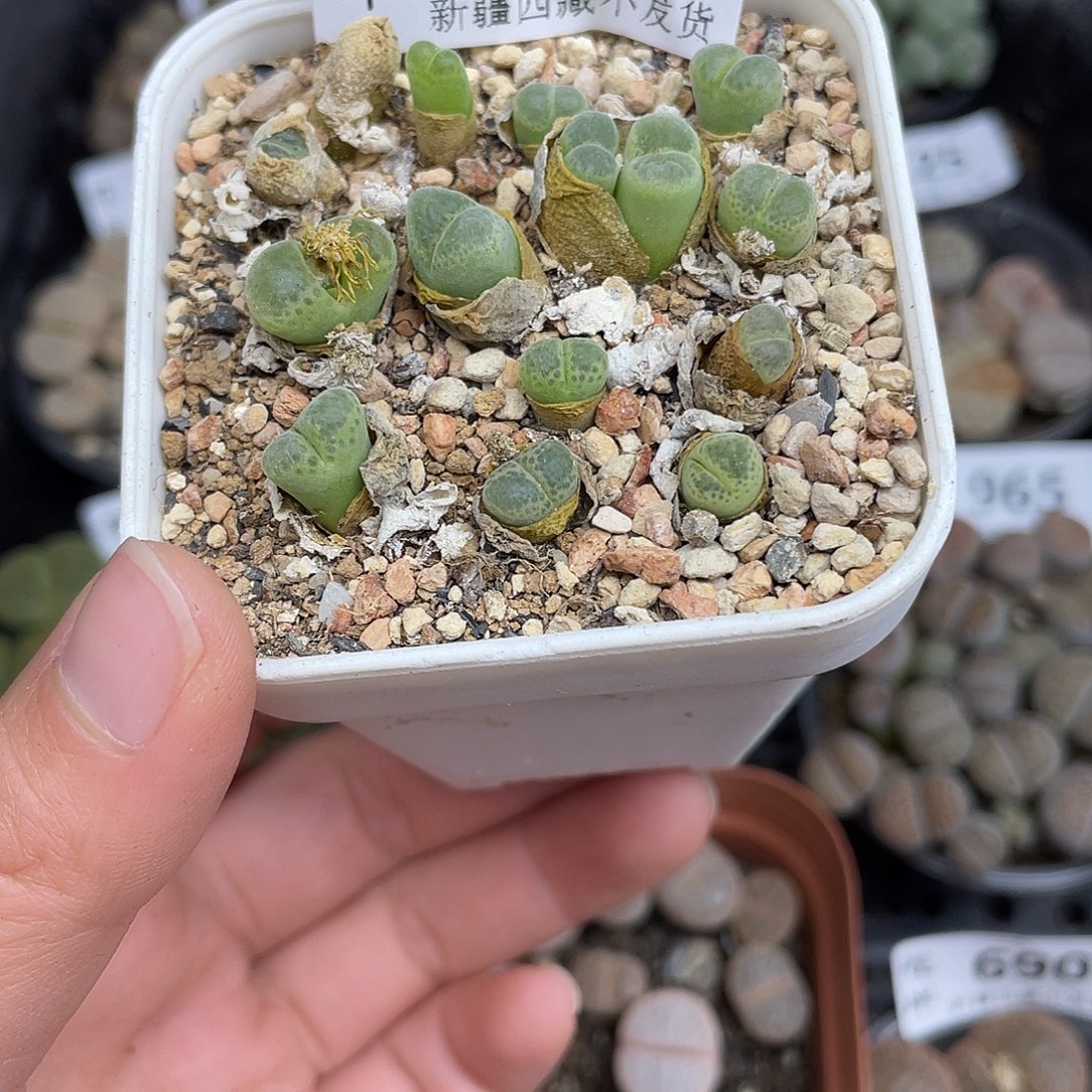 90700000花花花花花花