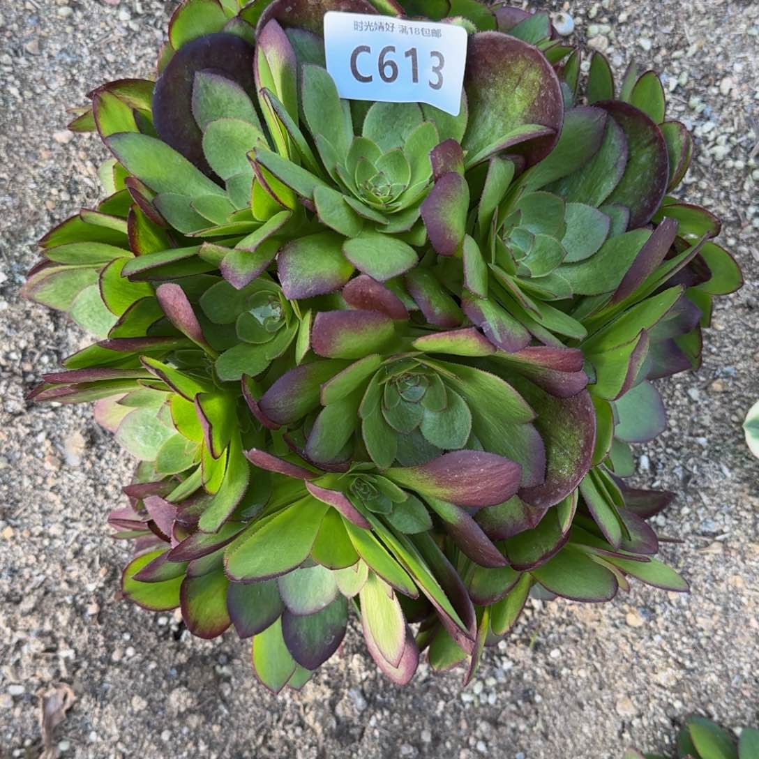 613雨荷多肉植物