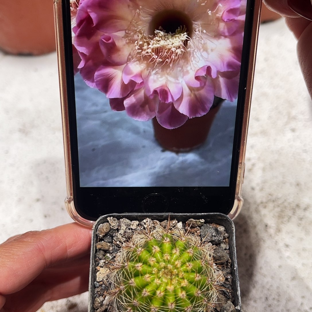 彩草小桃红带根3公分左右