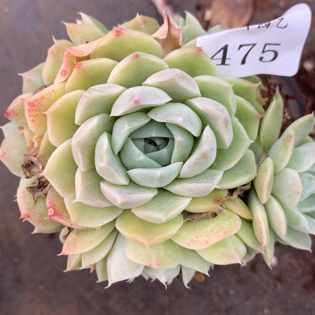 475杂交精品基地9厘米