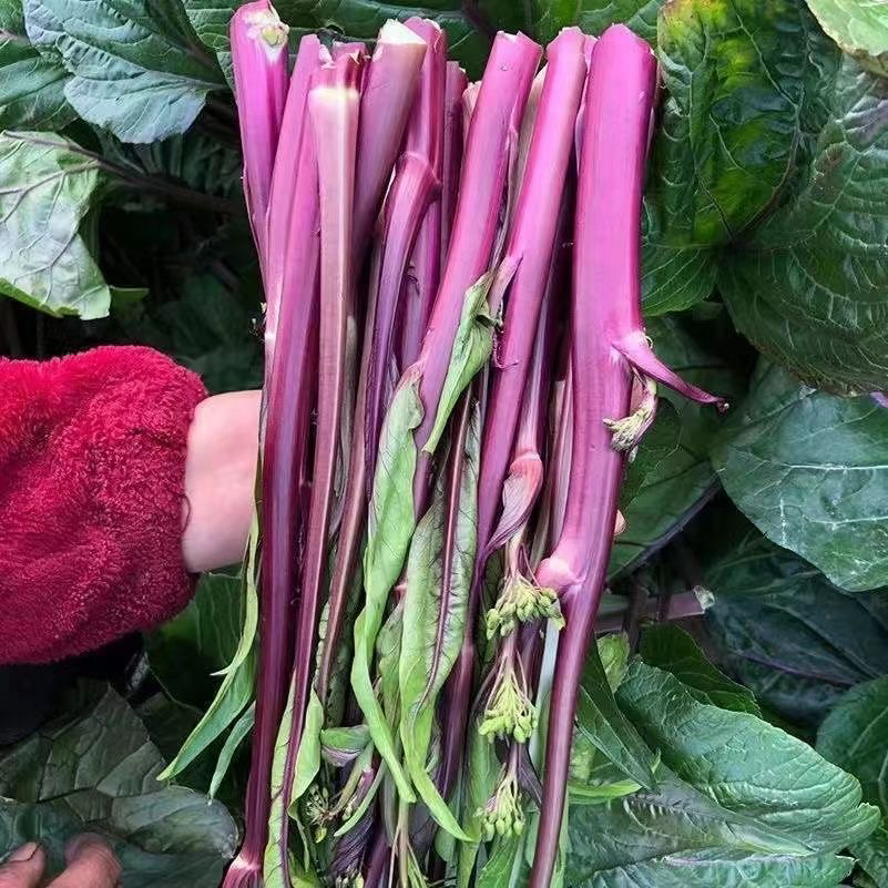 湖北打霜红菜苔农家自种露天紫菜苔现摘新鲜蔬菜菜红子