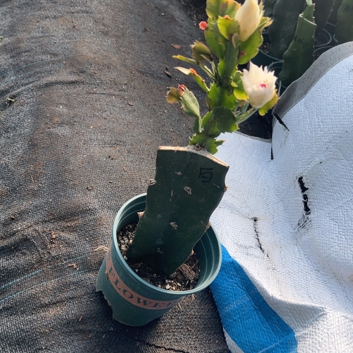 清***兮5号百重花朵00000