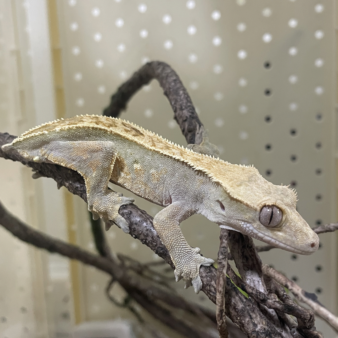 福福福袋！黑底舷窗弟宝！睫角守宫