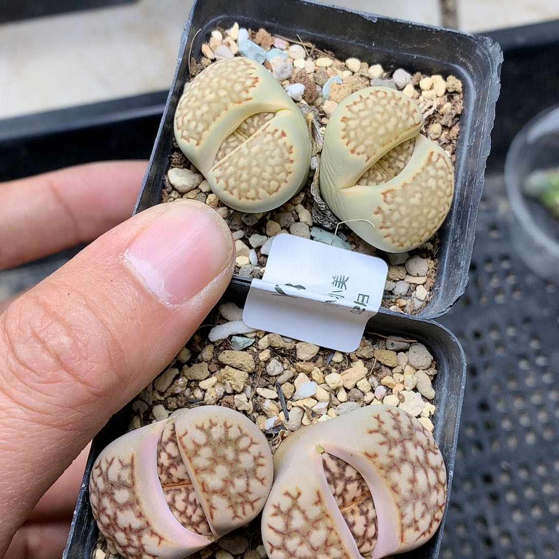 Y298多肉植物保护