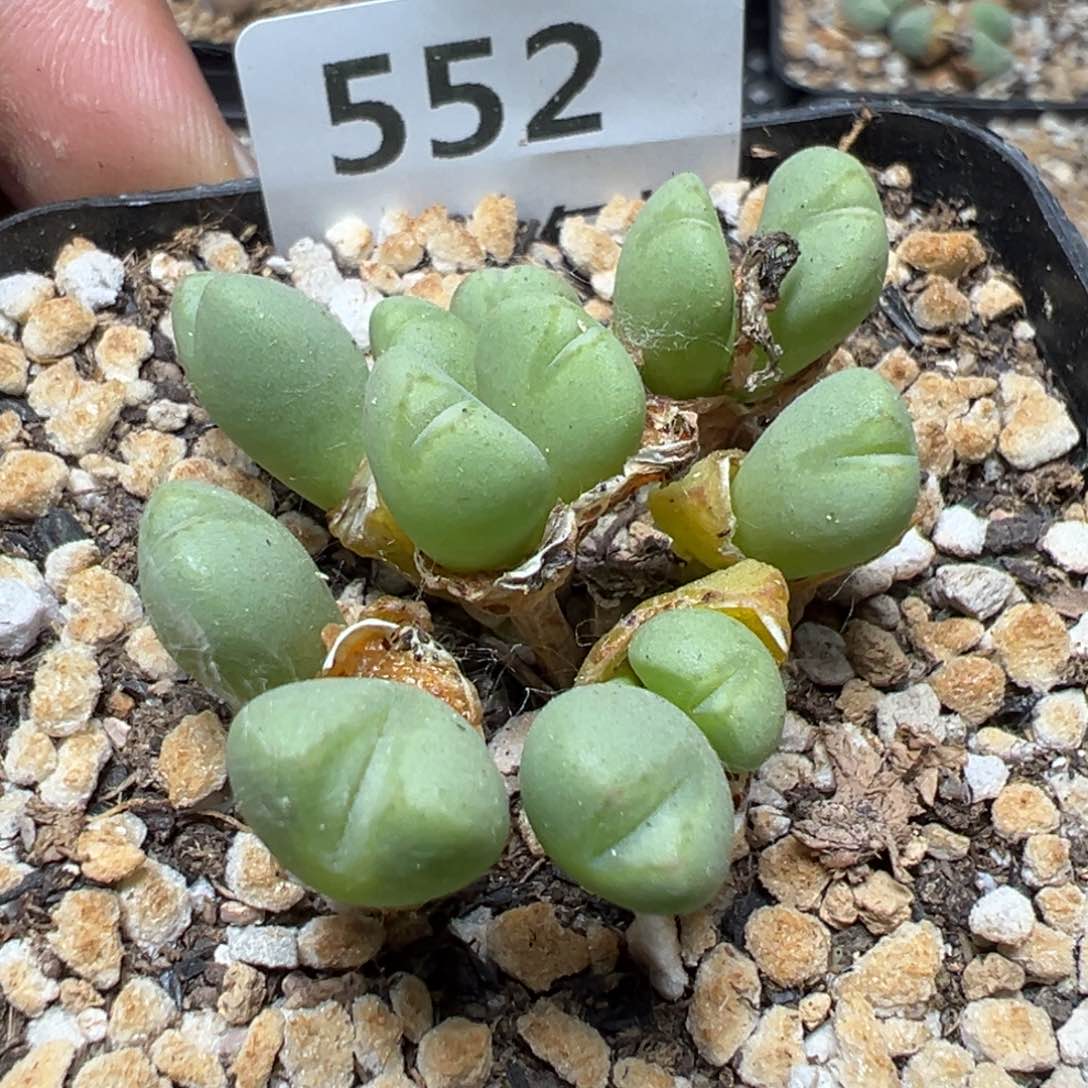 【闪购商品】 552。    