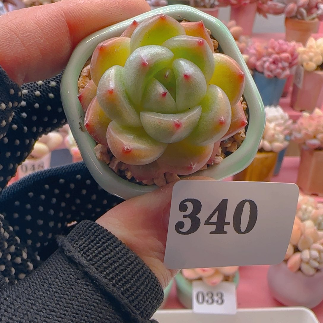 绿体珍妮340 ，带盆土发货，满38包邮非偏远。