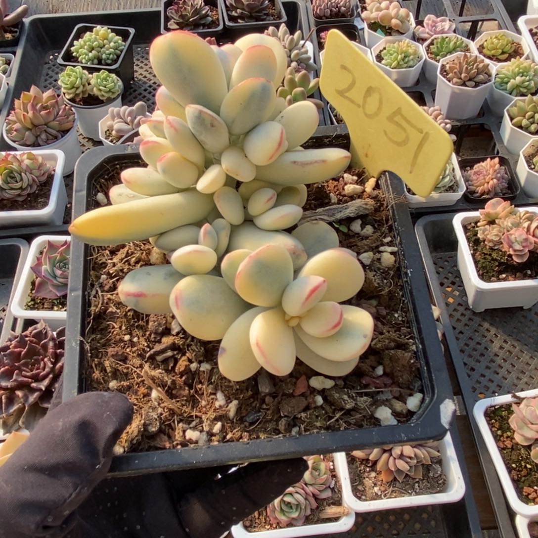 2051福娘锦多肉植物保护