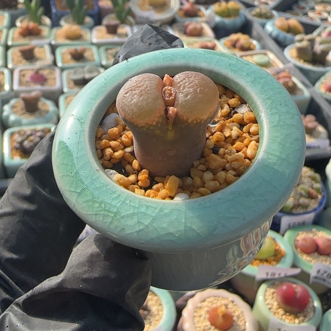 1840--一物一拍 带盆