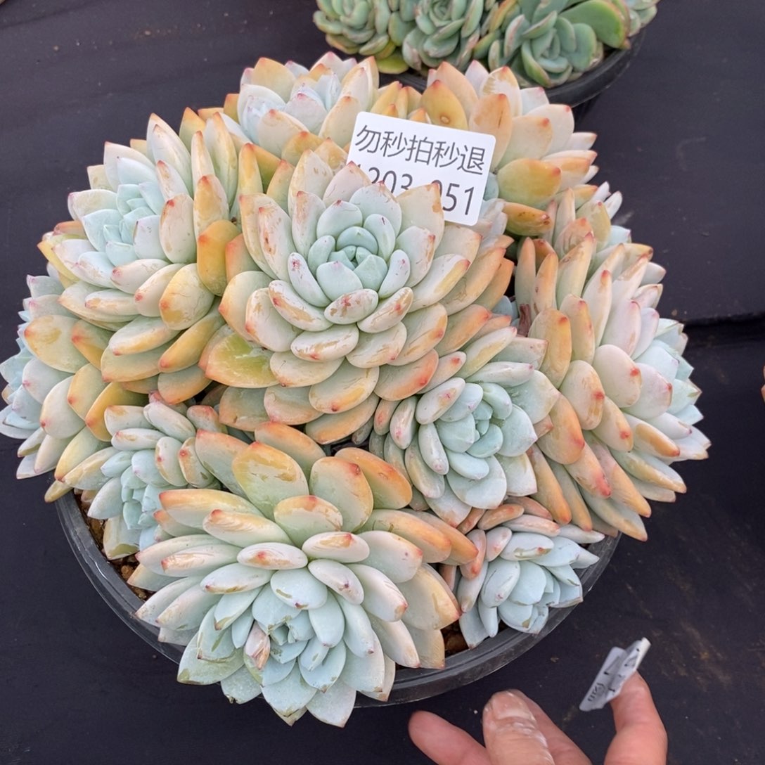 非**可两单包邮1203-51冷香