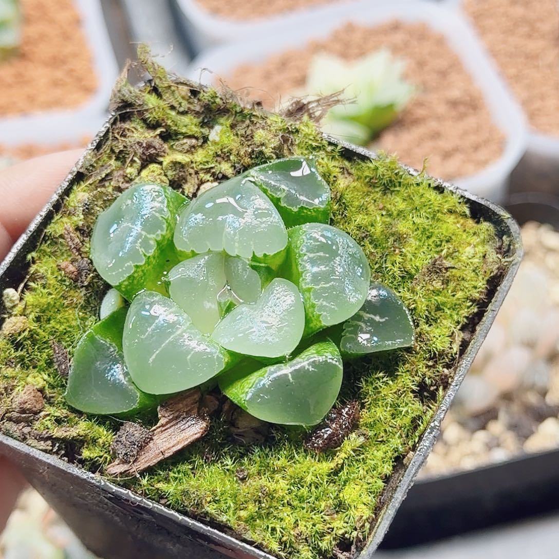 十二卷姬翠开播福利