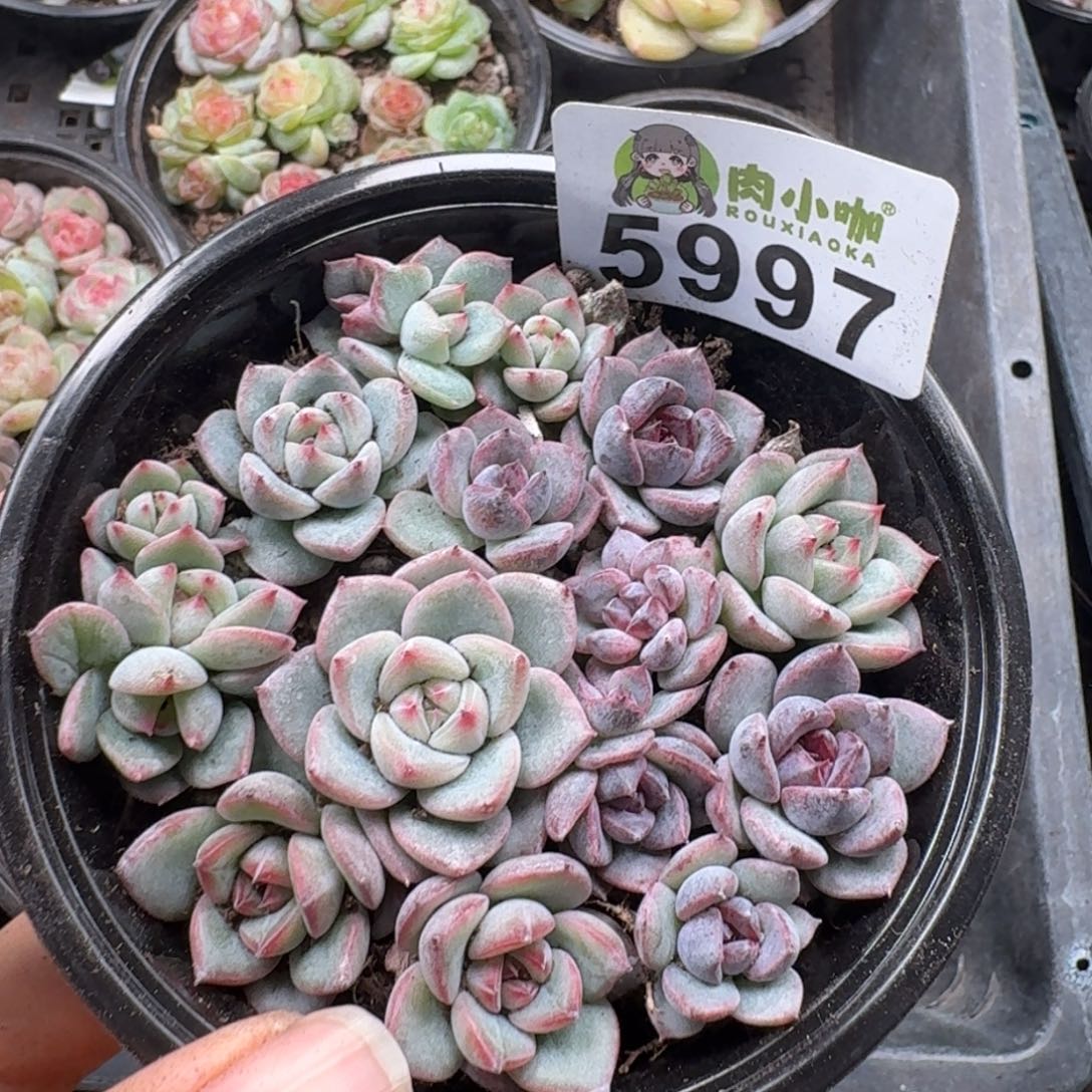 多肉植物多肉植物