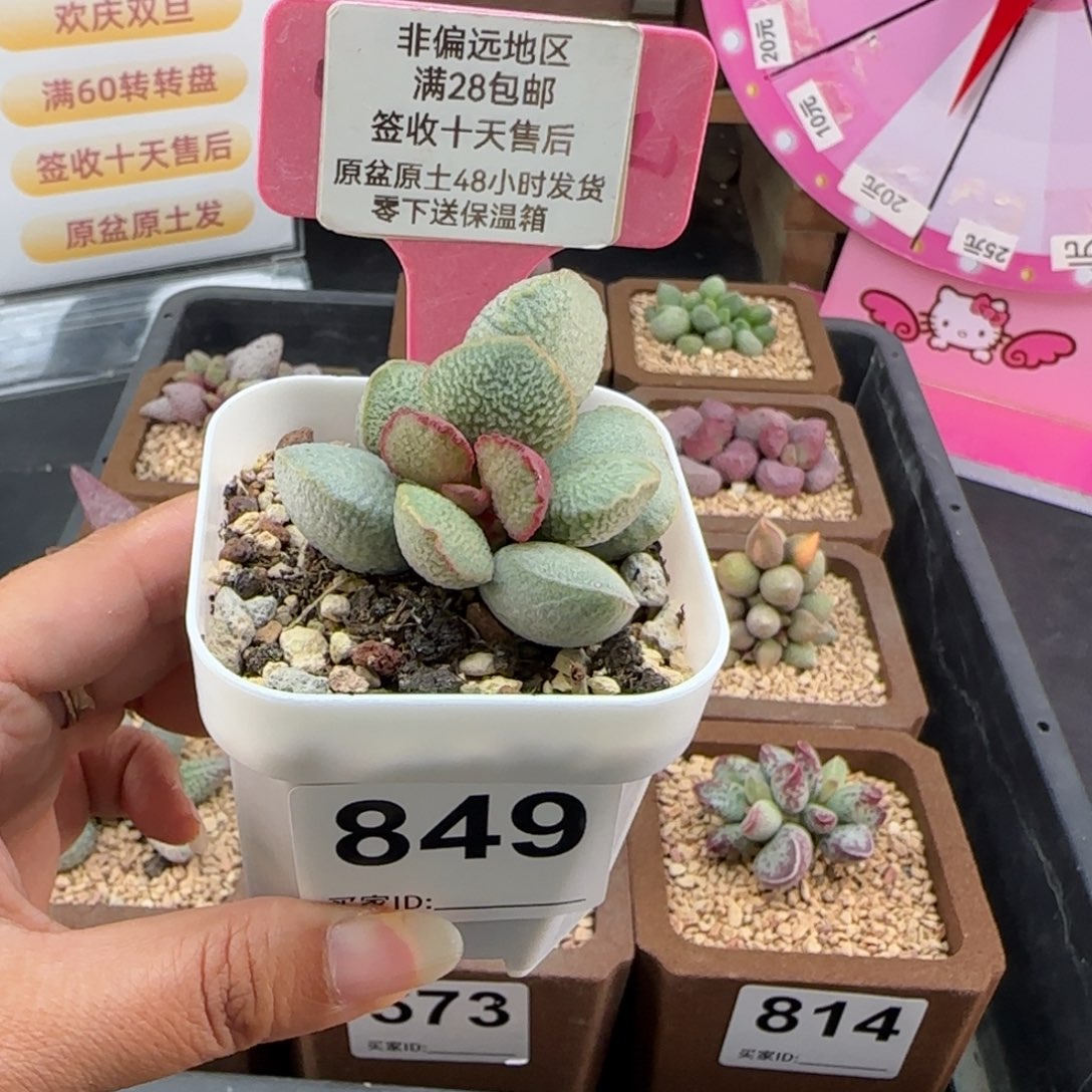 849流萤多肉的植物