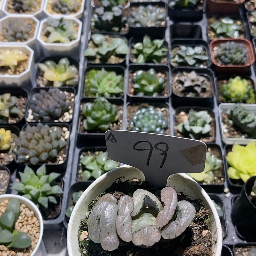 【闪购商品】99玉扇