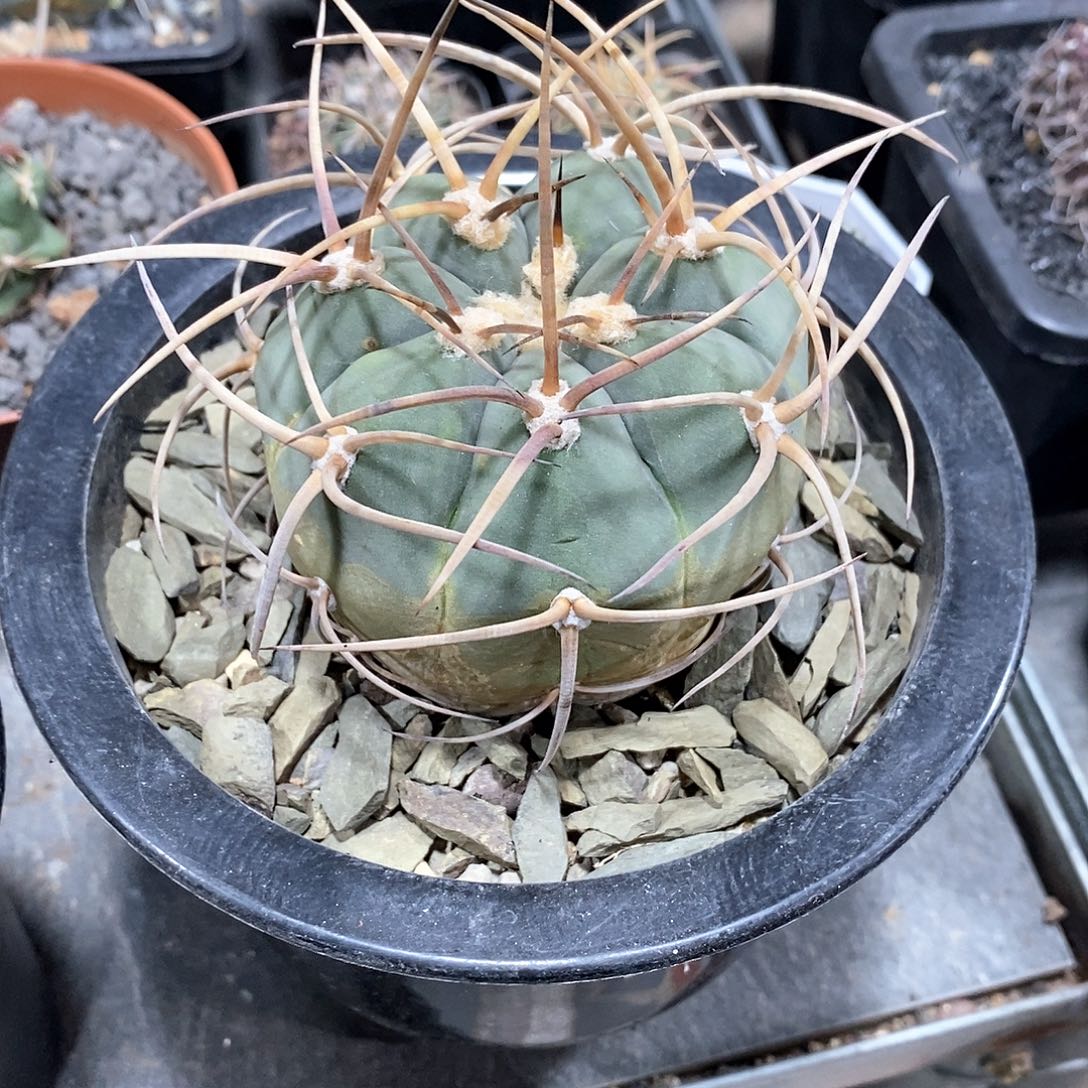 嘿*塞实生欧系强刺光琳