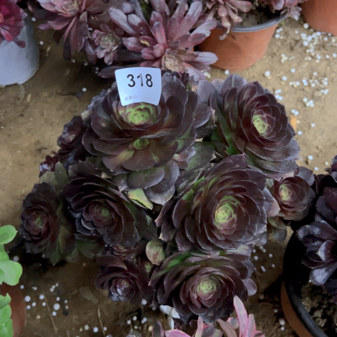318红魔多肉植物法师