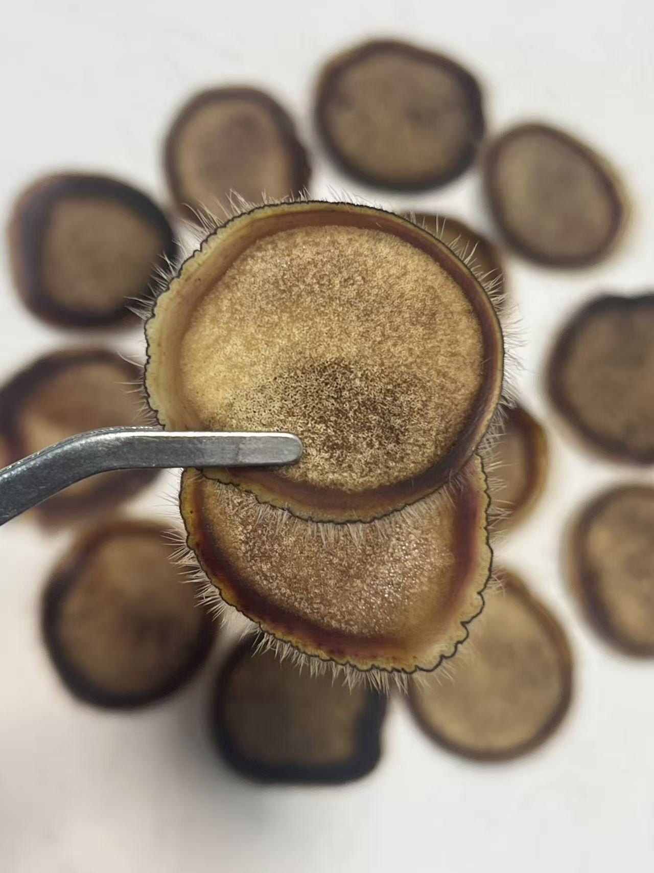 梅花鹿半腊片适合煲汤打粉泡酒