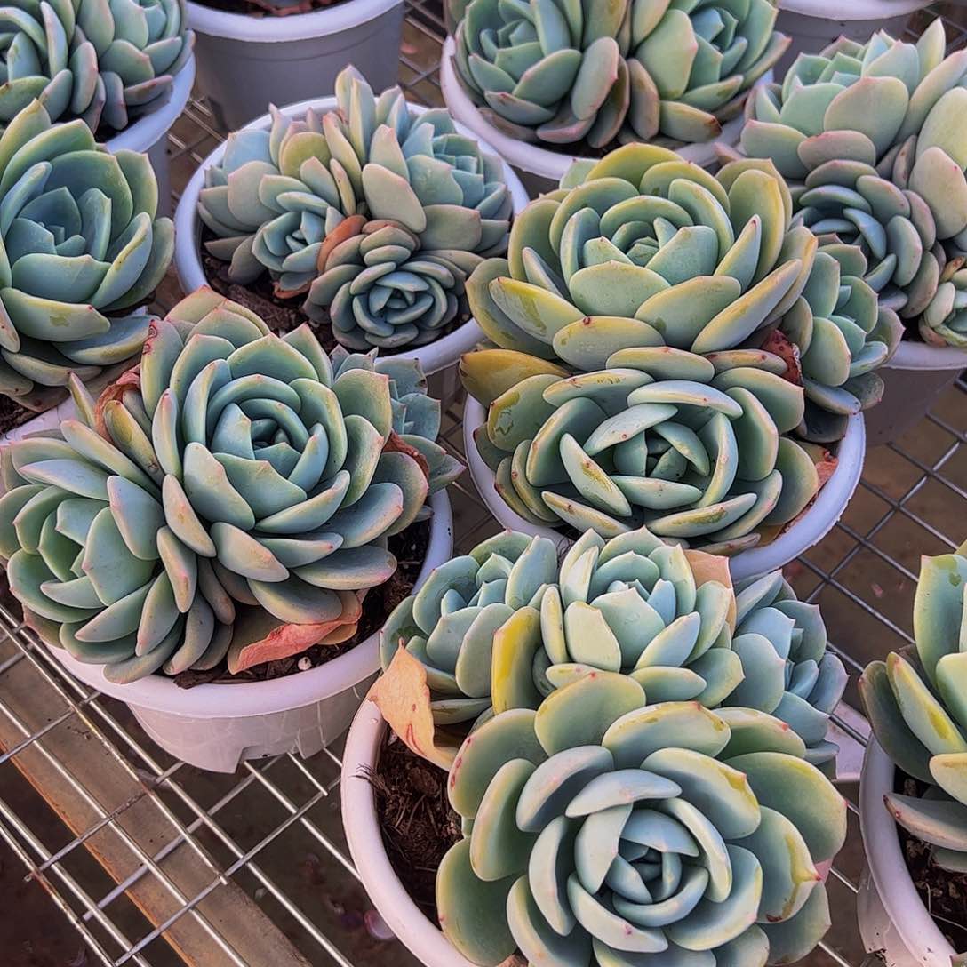 凤橙三头起发群生多肉