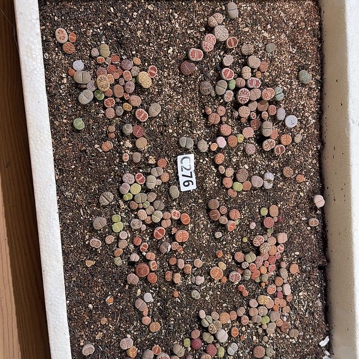 276生石花整框脱土发货不售后