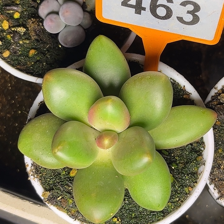 多肉植物芒果奶46