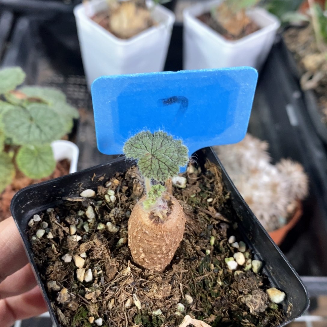 圆叶杨奎多肉植物