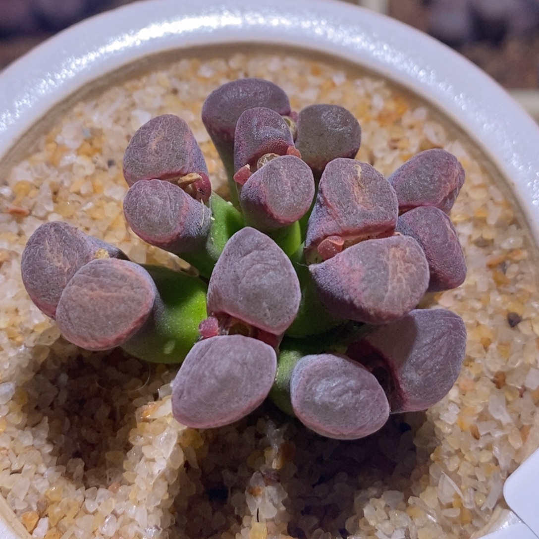 粉蛋糕粉蛋糕蝴蝶窗