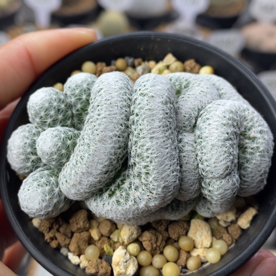 姬春星缀化        侧芽自根