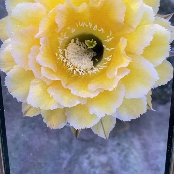 晓***蓉彩草新黄白侧芽3.5-4公分左右