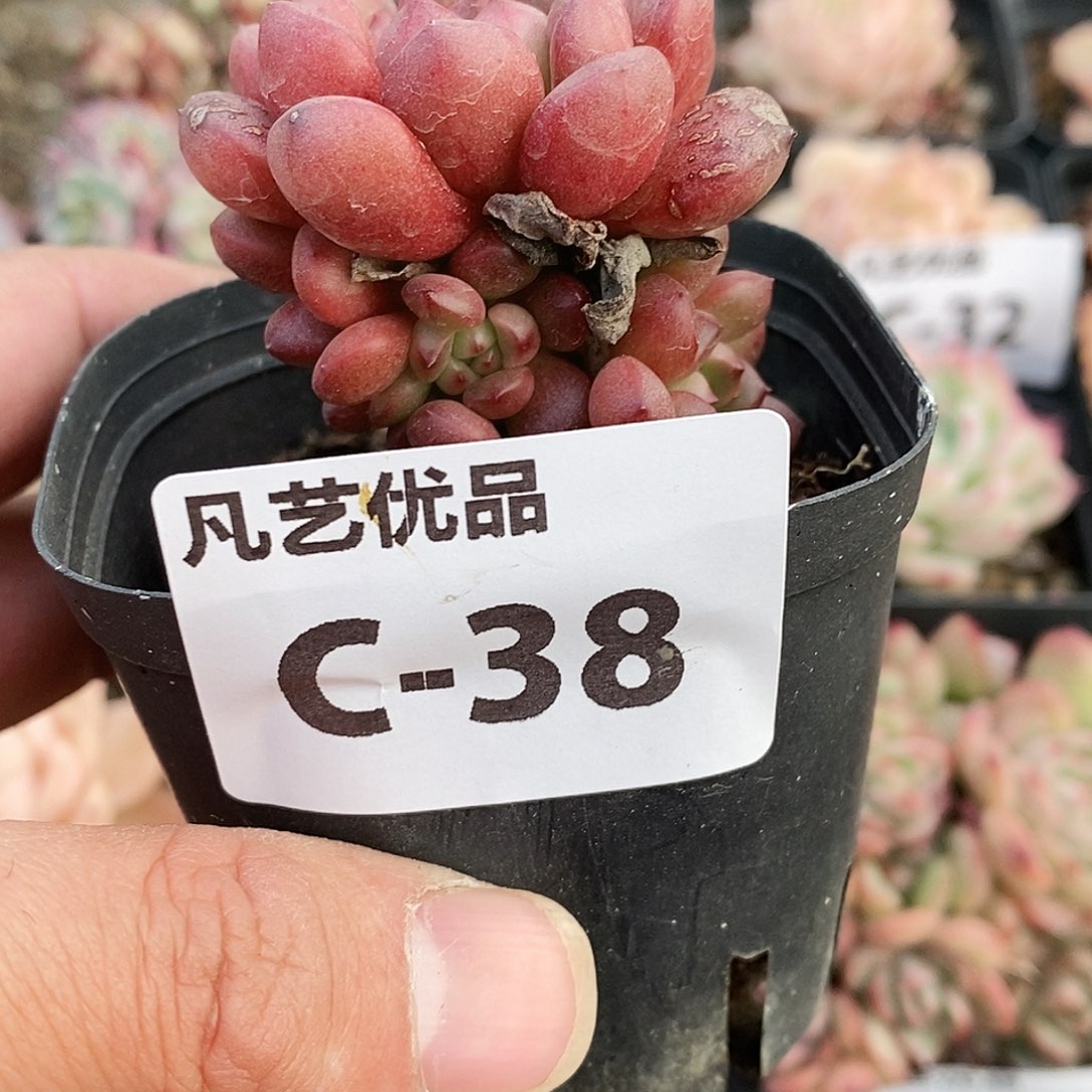 C38一物一拍满9.9包邮
