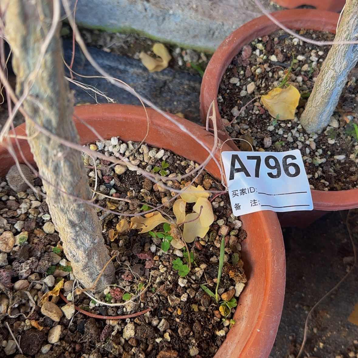 【闪购商品】迷*块根植物