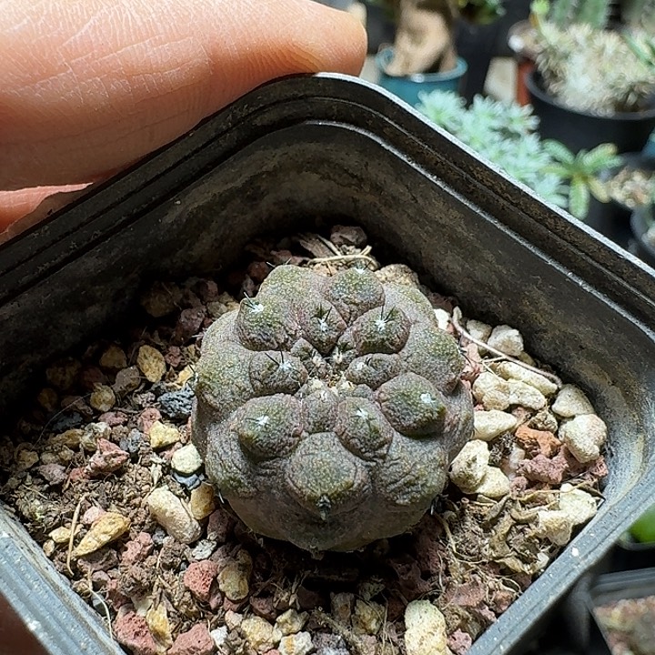 游***灵347蜥蜴皮带盆发货实生