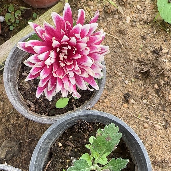 完全开放无编号大苗