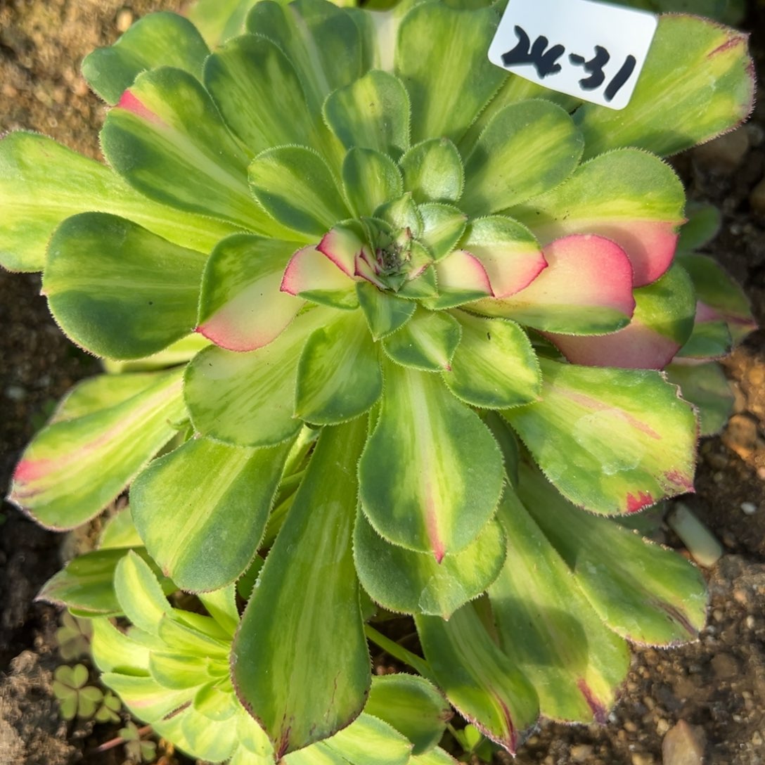 31知否多肉植物多肉