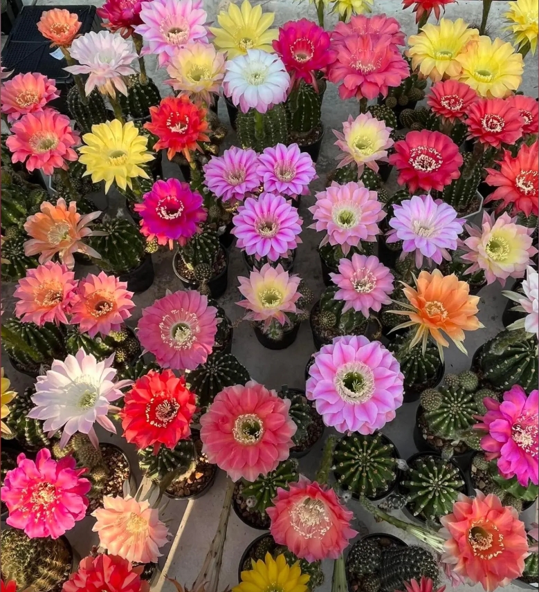 二妹园艺【3颗 大彩草 实生根】多花色仙人球满18包邮随机发