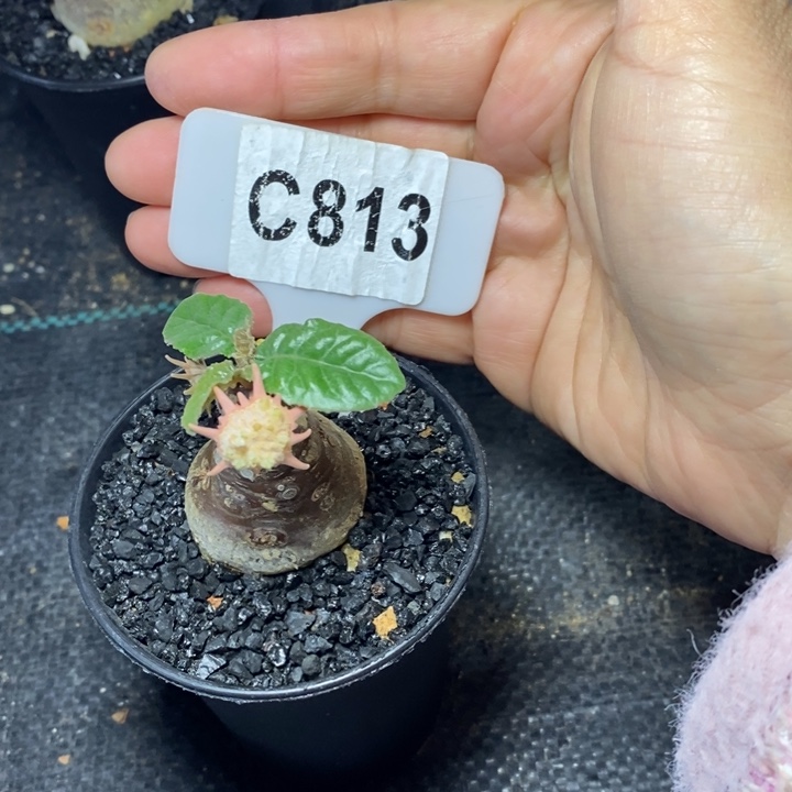 蜜*福利琉桑一颗！！！！！