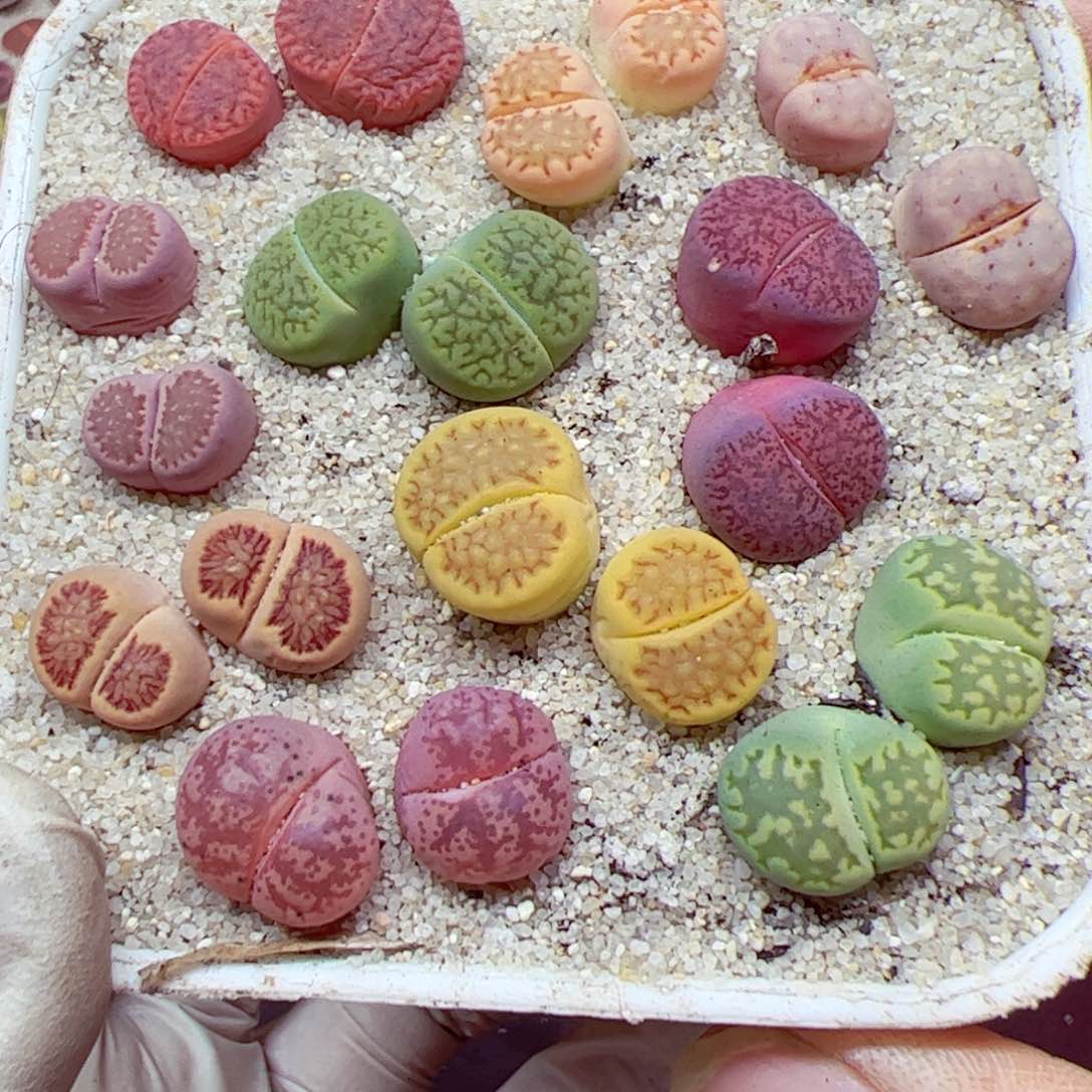 114 优秀的肉肉44