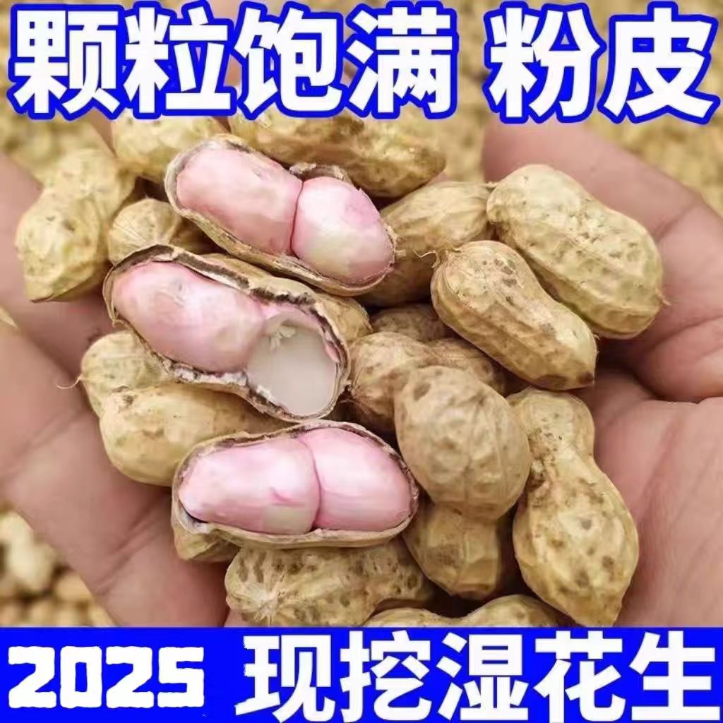 现挖带壳湿衣花生农家自种