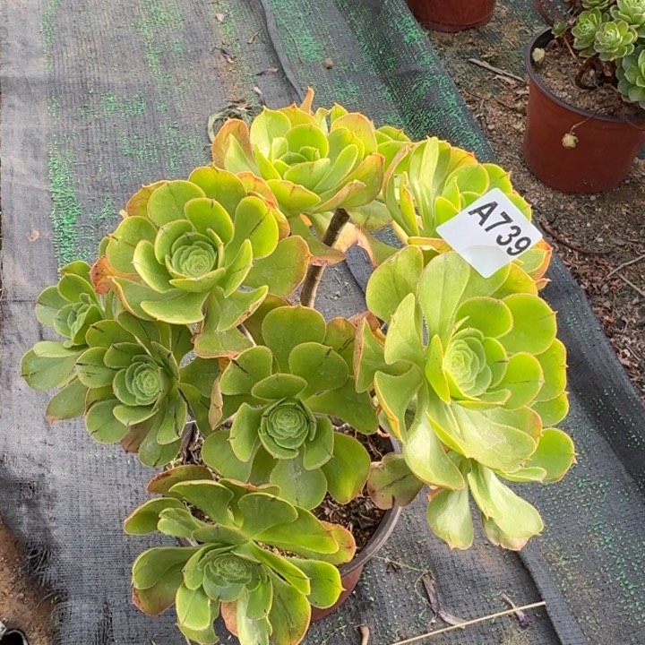 君美丽多肉植物不包损739有断枝