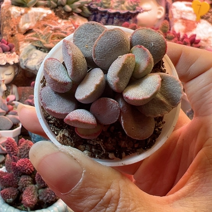 用****2可以说是我的最爱了呀