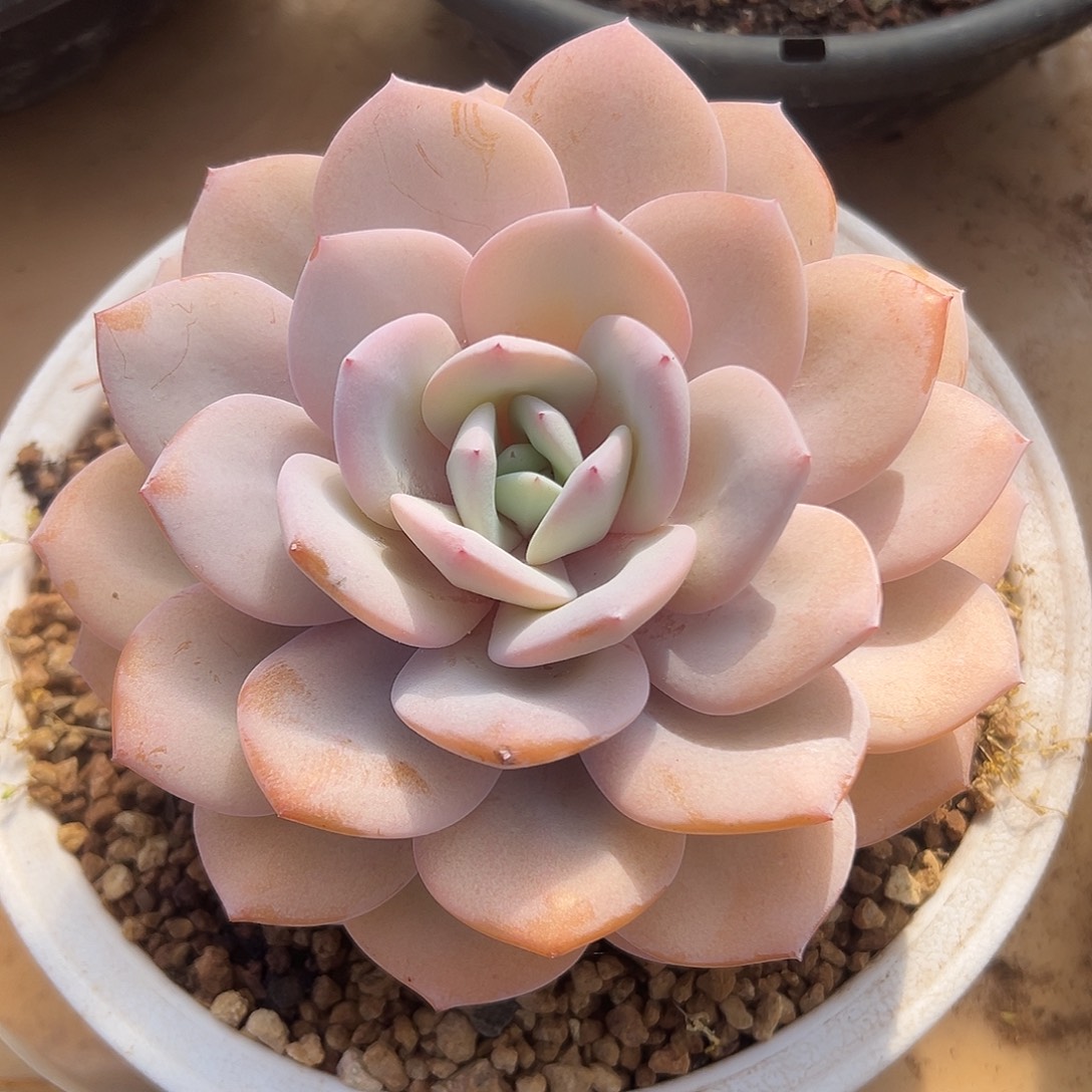 奶茶多肉植物一物一拍