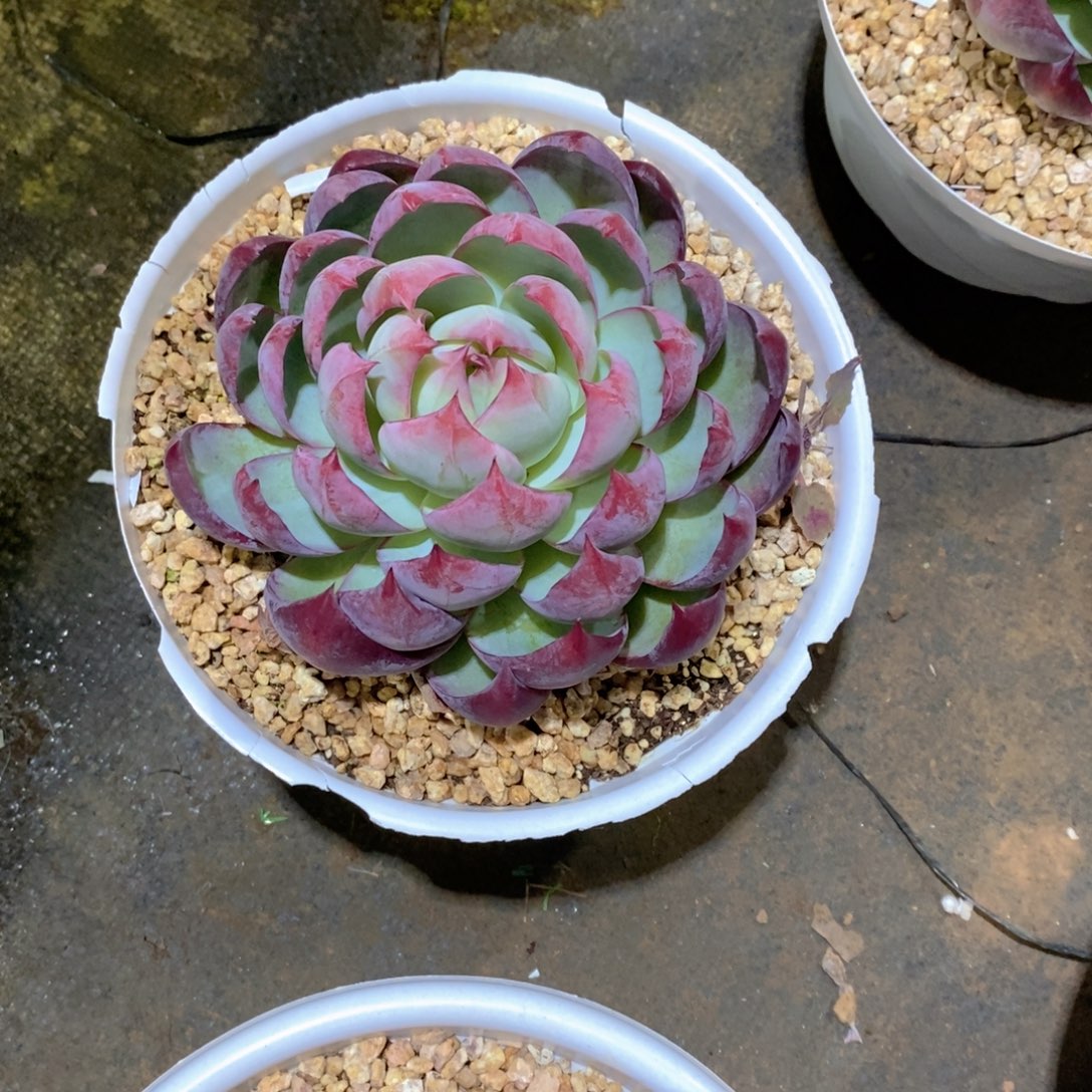 Y***n惊鸿仙子多肉植物老桩