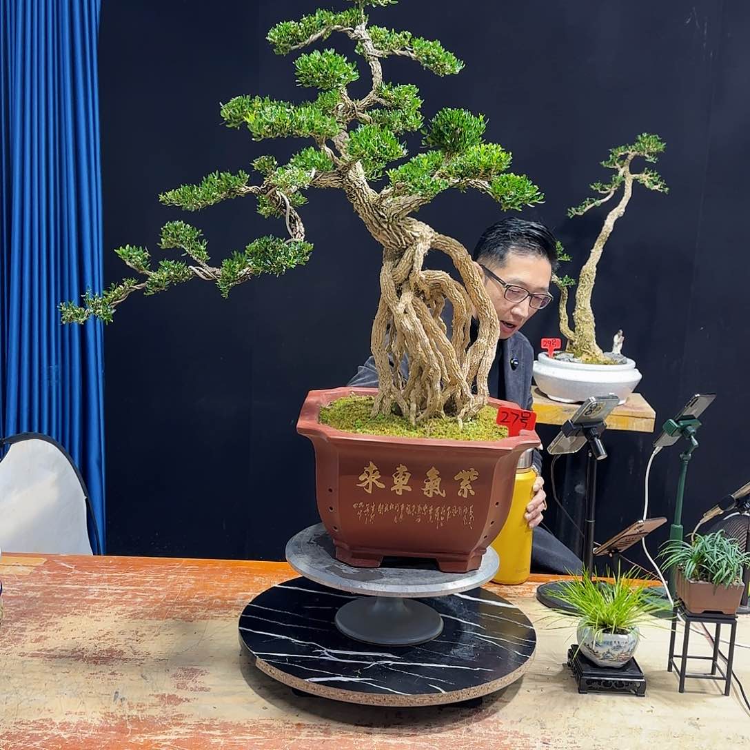 黄杨室内室外盆景艺术