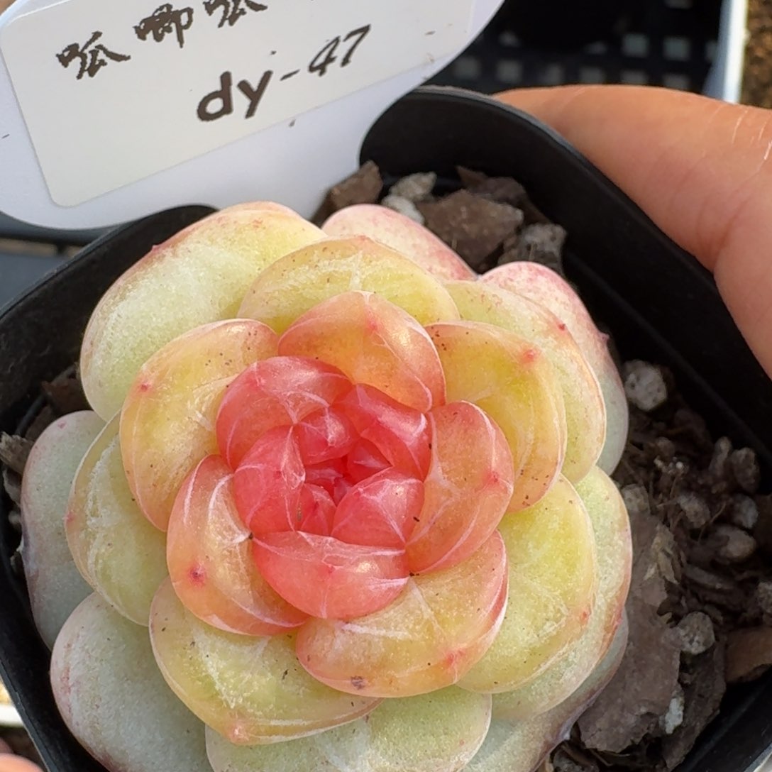 0131-047-0015编号珍妮